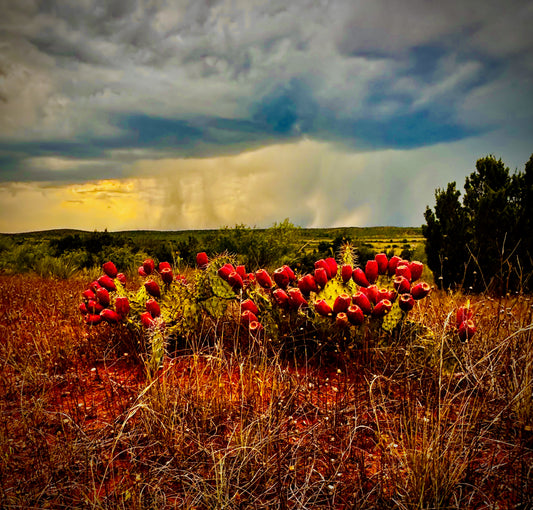 Jalapeño Prickly Pear Jelly