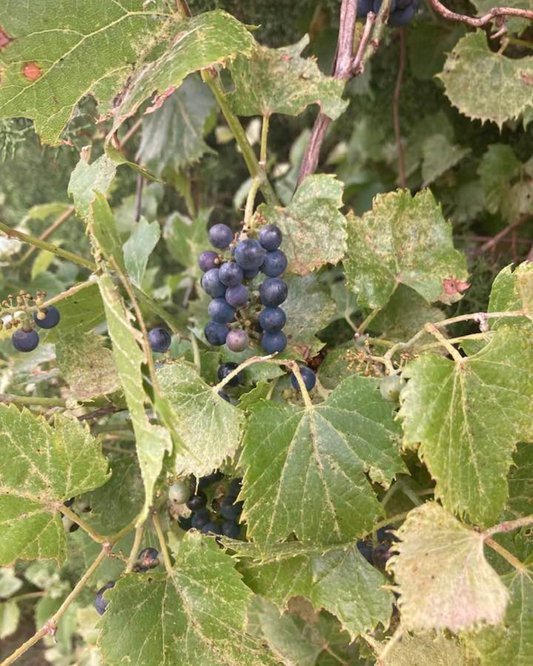 Wild Grape Jelly